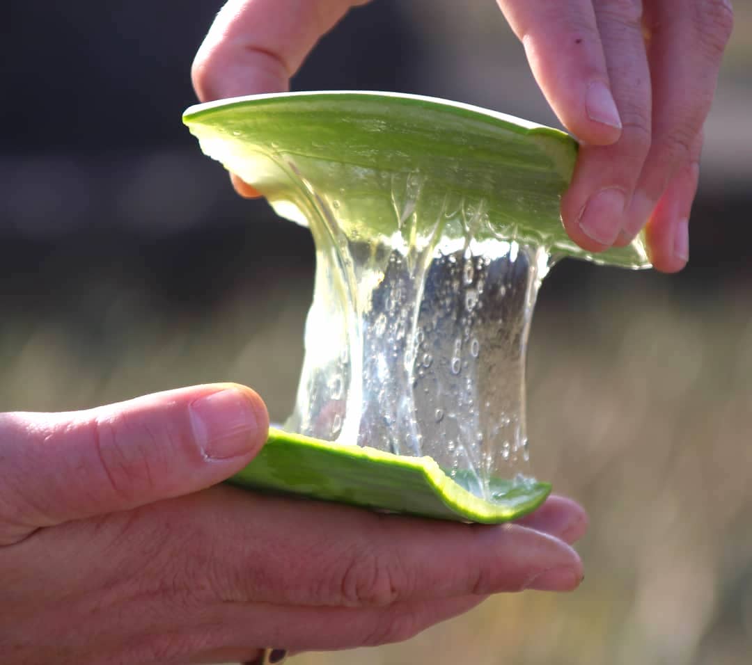 ALOE PLUS
